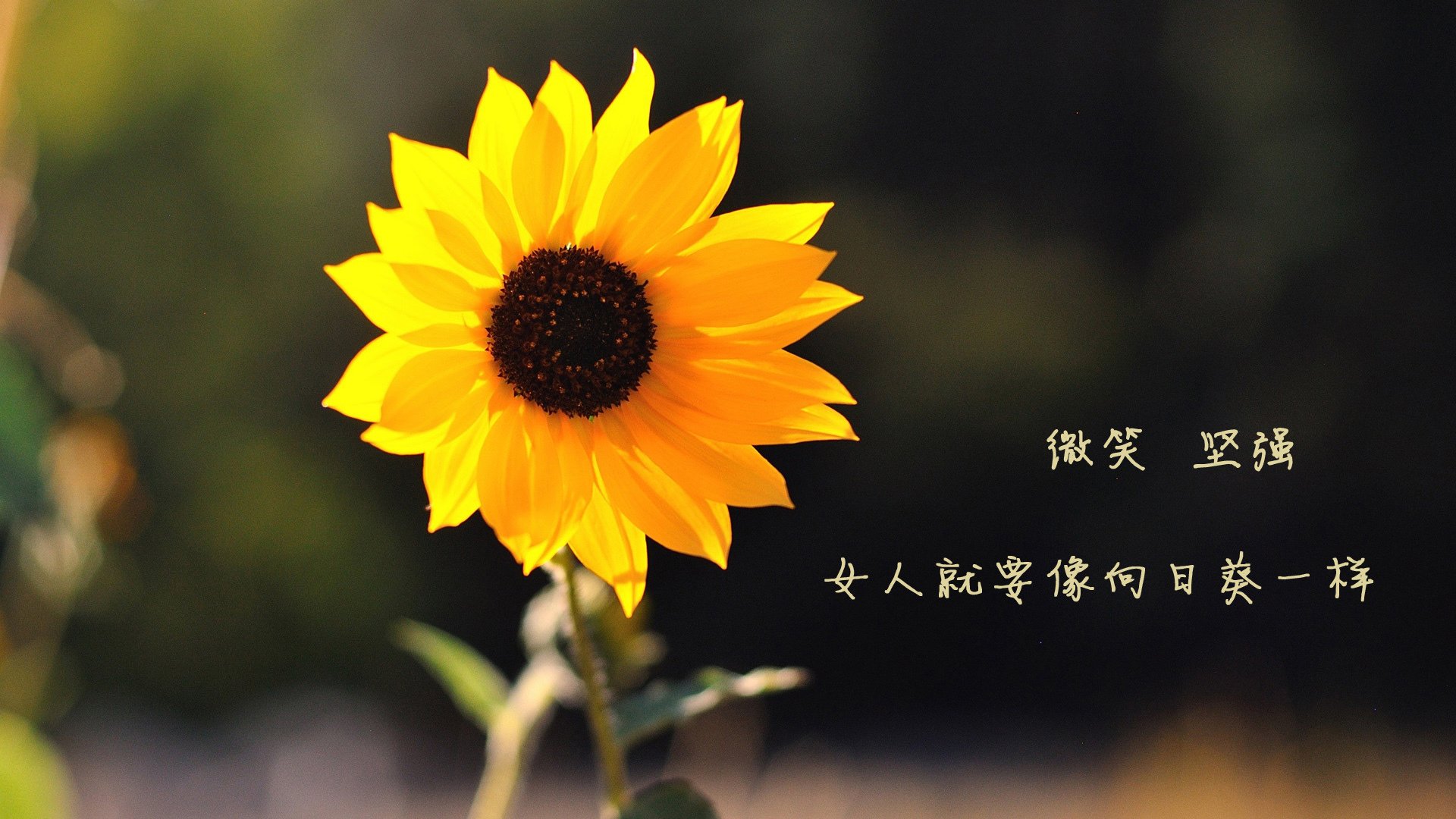 【奥沙利文】高效训练法：保持巅峰状态的秘密法宝，奥沙利文发力技术完美讲解