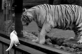 开云esport-中国篮协举办“篮球公益推广月”，全民参与热情高涨，篮球公益广告语