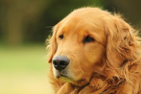 KAIYUN 中国大陆-利物浦经历伤病困扰，拼尽全力争取胜利，利物浦现状